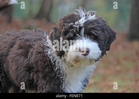 Einen kleinen braunen und weißen Portugiesischer Wasserhund Welpen in einem Hinterhof im Herbst Stockfoto