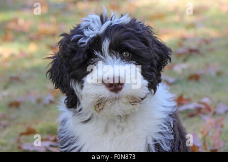 Einen braunen und weißen Portugiesischer Wasserhund Welpen außerhalb in einem Hinterhof im Herbst Stockfoto