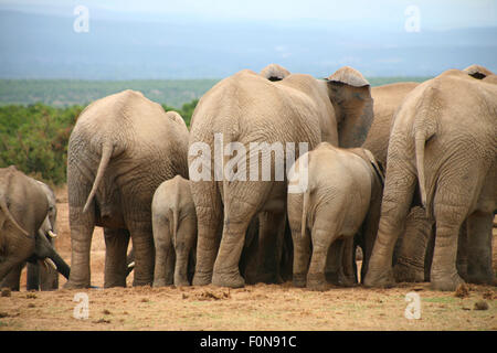 Elefanten leben in Südafrika Stockfoto