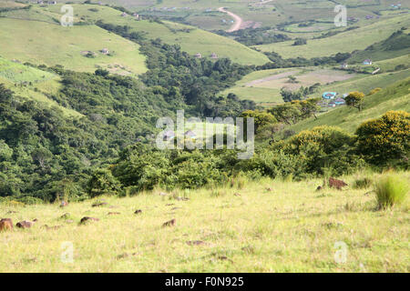 Grüne Felder und kleine Wälder in Coffee Bay und kleine Runde grüne Hütten rund um. Garden Road, Südafrika 2007 Stockfoto