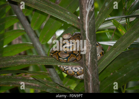 Eine Python, höchstwahrscheinlich birmanische Python (Python bivittatus), ruht auf einer Nipa-Palme am Ufer des Flusses Cigenter, Ujung Kulon Nationalpark, Indonesien. Stockfoto