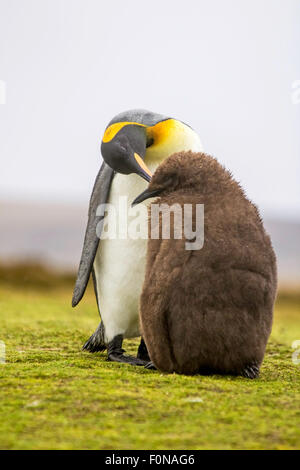 Königspinguin (Aptenodytes Patagonicus) Küken füttern. Volunteer Point, Falkland-Inseln. Stockfoto