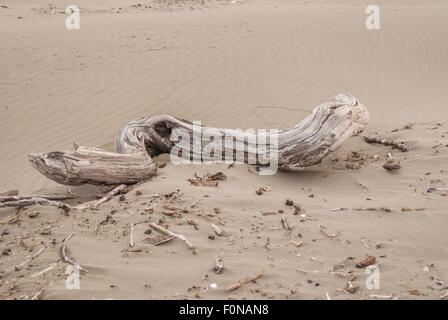 Nahaufnahme von Treibholz auf Little River State Beach. Stockfoto