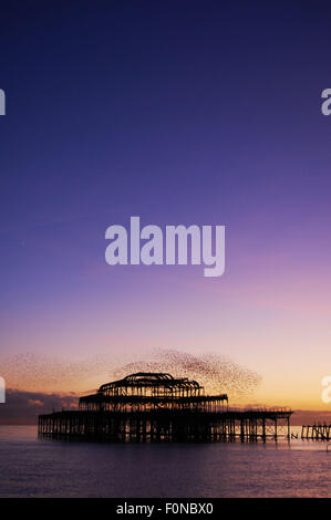 Stare fliegen über dem West Pier, Brighton England bei Sonnenuntergang Stockfoto