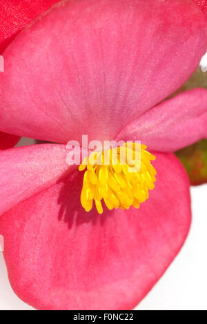 Begonie, Begonie, Semperflorens, Balkonblumen, Stockfoto