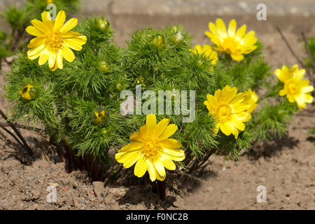 Fruehlings; Adonisroeschen; Adonis; Vernalis; Stockfoto