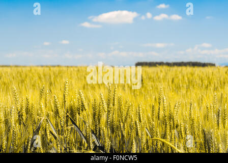 Detail der Garben von Weizen in einem Feld mit blauem Himmel im Hintergrund Stockfoto