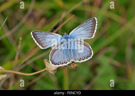 Männliche Chalkhill Blue Butterfly zeigt den oberen Flügel Stockfoto