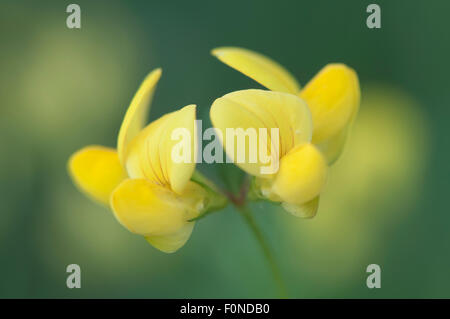 Gemeinsamen Vogel's – Foot Trefoil (Lotus Corniculatus), Emsland, Niedersachsen, Deutschland Stockfoto