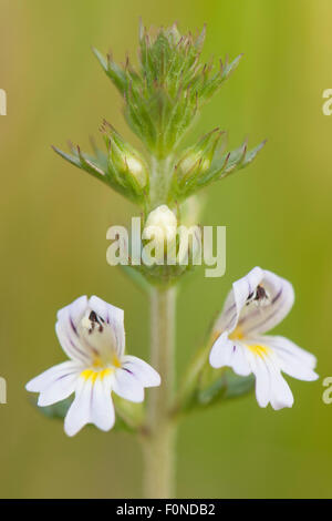 Augentrost (Euphrasia Officinalis), Emsland, Niedersachsen, Deutschland Stockfoto