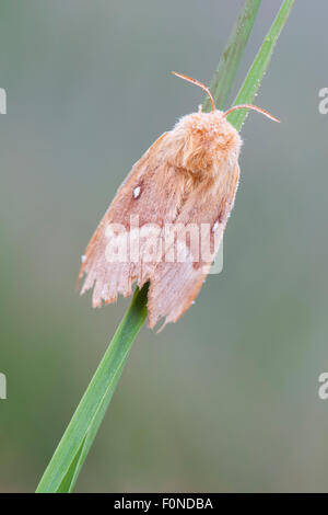 Eiche Eggar (Lasiocampa Quercus) Motte, Emsland, Niedersachsen, Deutschland Stockfoto