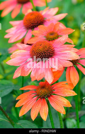 Sonnenhut (Echinacea SP.), Hybriden, verschiedene heiße Sommer, North Rhine-Westphalia, Deutschland Stockfoto