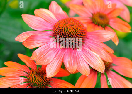 Sonnenhut (Echinacea SP.), Hybriden, verschiedene heiße Sommer, North Rhine-Westphalia, Deutschland Stockfoto