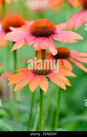 Sonnenhut (Echinacea SP.), Hybriden, verschiedene heiße Sommer, North Rhine-Westphalia, Deutschland Stockfoto