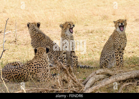 Junge Geparden (Acinonyx Jubatus), sitzen im Schatten, Masai Mara National Reserve, Narok County, Kenia Stockfoto