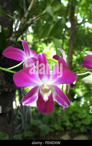 Rot rosa Orchidee Stockfoto