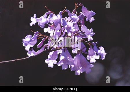 Jacaranda-Baum (Jacaranda Mimosifolia) Grafton, New-South.Wales, Australien Stockfoto