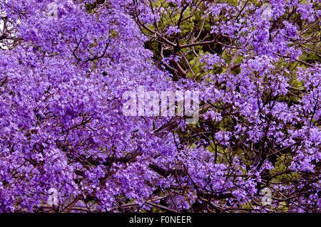 Jacaranda-Baum (Jacaranda Mimosifolia) Grafton, New-South.Wales, Australien Stockfoto