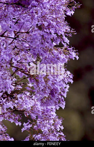 Jacaranda-Baum (Jacaranda Mimosifolia) Grafton, New-South.Wales, Australien Stockfoto