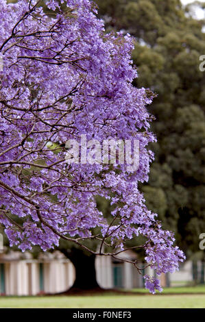 Jacaranda-Baum (Jacaranda Mimosifolia) Grafton, New-South.Wales, Australien Stockfoto