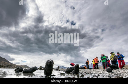 Welpen der antarktische Seebär (Arctocephalus Gazella) und Touristen Stromness Südgeorgien Stockfoto