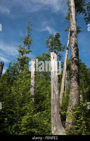 Im Bayerischen Wald zerstört einen Borkenkäferbefall die meisten Fichte Bergwald, die später nachwachsende ist. Stockfoto