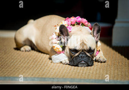 Eine französische Bulldogge sitzt am Tag ein paar Hochzeit mit Blumen um den Hals. Stockfoto