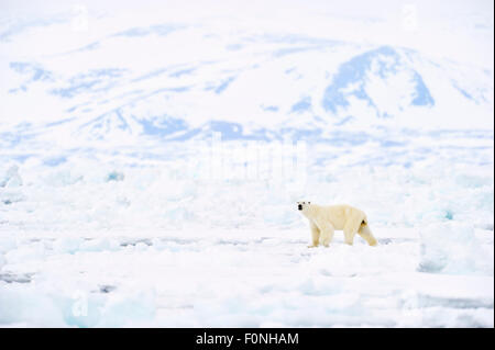 Eisbär (Ursus Maritimus) Erwachsenen, zu Fuß auf schmelzenden Icefloe, Scholle Rand, mit Bylot Insel hinter Baffin Bay, Nunavut, Stockfoto