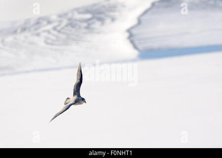 Nördlichen Fulmar (Fulmaris Cyclopoida) fliegen über gefrorenen Fjord, Tempelfjorden, Spitzbergen, Svalbard, Norwegen. Stockfoto