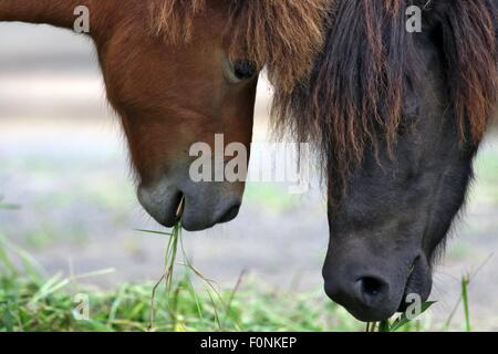 Huaian, China Jiangsu Provinz. 19. August 2015. Pferde sind im Huaian Zoo in Huaian, der ostchinesischen Provinz Jiangsu, 19. August 2015 gesehen. © He Jinghua/Xinhua/Alamy Live-Nachrichten Stockfoto