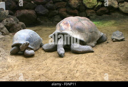 Paar von Aldabra-Riesenschildkröten (Aldabrachelys Gigantea oder Dipsochelys Dussumieri) Stockfoto