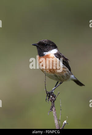 Gemeinsamen Schwarzkehlchen (Saxicola Torquata) männlichen thront, Marazion Marsh RSPB Reserve, Cornwall, England, UK. Stockfoto