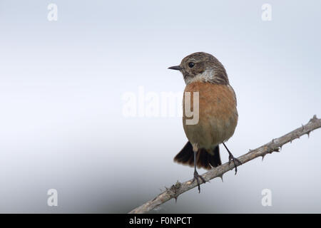 Gemeinsamen Schwarzkehlchen (Saxicola Torquata) weiblich oder Jugendkriminalität, gehockt Bramble, Marazion Marsh RSPB Reserve, Cornwall, England, UK. Stockfoto