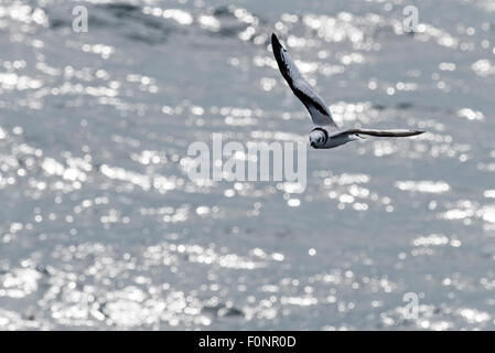 Juvenile schwarz-legged Kittiwake (Rissa Tridactyla) im Flug Farne Islands, England, Großbritannien, Vereinigtes Königreich Stockfoto