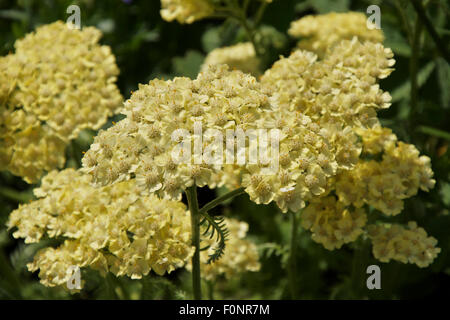 Gelbe Schafgarbe oder Achillea Millefolium Wüste Eve Stockfoto