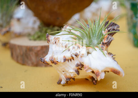 Schöne Komposition von Tillandsia, immergrüne, ausdauernde Blütenpflanzen in der Familie Bromeliaceae, ursprünglich aus der fores Stockfoto