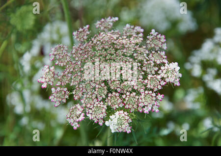 Daucus Carota lila küsst Stockfoto