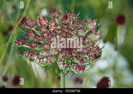 Daucus Carota lila küsst im Keim zu ersticken Stockfoto