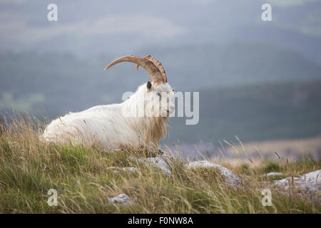 Kashmiri Wildziegen Capra Falconeri Cashmiriensis Capra Markhor sitzt auf Fels Great Orme Grünland in Llandudno Nord-Wales Stockfoto