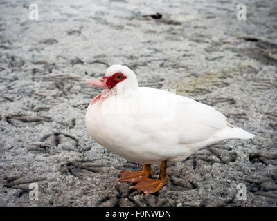 Kleine weiße Ente auf gefrorenen Boden England Stockfoto