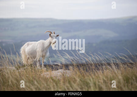 Kashmiri Wildziegen Capra Falconeri Cashmiriensis Capra Markhor roaming der Great Orme Grünland in Llandudno Nord-Wales Stockfoto