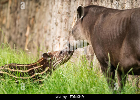 Baby von der vom Aussterben bedrohten südamerikanischen Tapir (Tapirus Terrestris), auch als brasilianische Tapir oder Flachland Tapir mit seiner Mutter Stockfoto