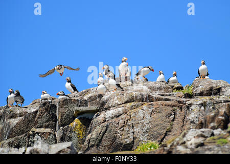 Gruppe der Papageitaucher (Fratercula Arctica) auf der Isle of May, Firth of Forth, Schottland Stockfoto