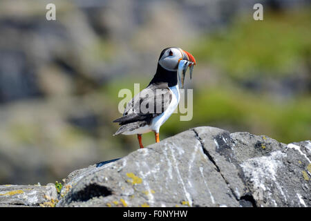 Papageitaucher (Fratercula Arctica) mit Fisch im Mund auf der Isle of May, Firth of Forth, Schottland Stockfoto