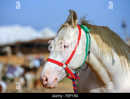 White Horse in Pushkar Fair in Rajasthan, Indien, Asien Stockfoto