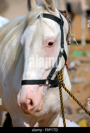 White Horse in Pushkar Fair in Rajasthan, Indien, Asien Stockfoto