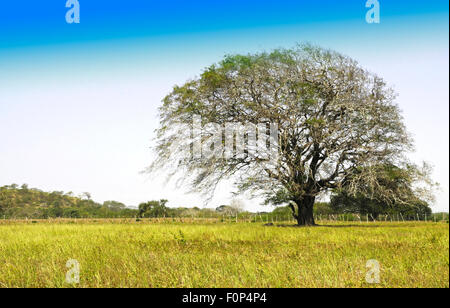 Riesiger Baum in einem Vieh-Feld Stockfoto
