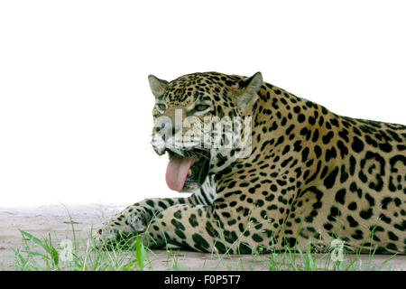 Riesiges Jaguar Festlegung Stockfoto