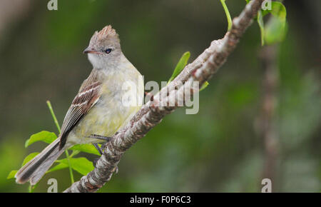 Bauche Elaenia (Elaenia Flavogaster) thront auf einem Ast Stockfoto