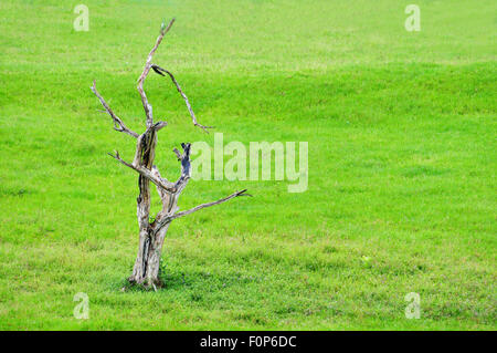 Alten abgestorbenen Baum in der Mitte ein grünes Feld Stockfoto